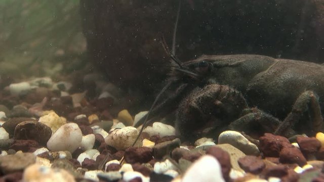 crayfish  - astacus astacus - under water