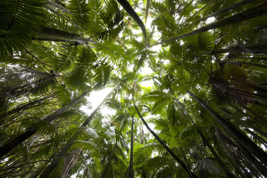 Palm Trees in Hawaiian Botanical Garden