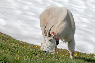 Male Billy Goat grazing next to Hurricane Hill snowfield in Olympic National Park