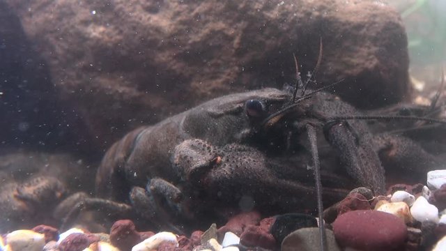 crayfish  - astacus astacus - under water