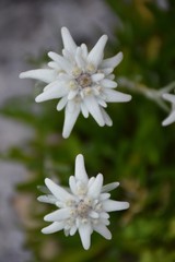 Edelweiß