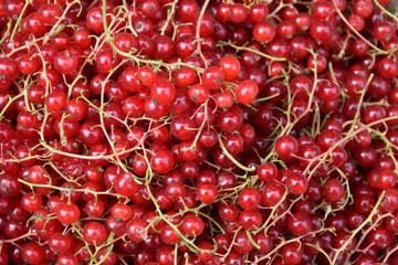 Rote Johannisbeeren 