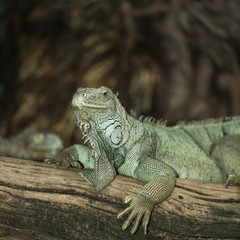 Green iguana