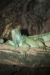 Green iguana