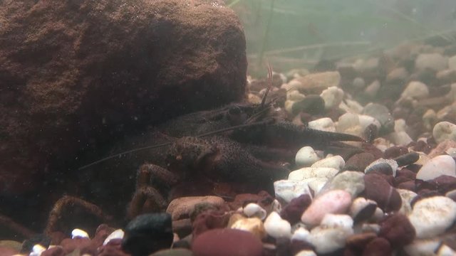 crayfish  - astacus astacus - under water