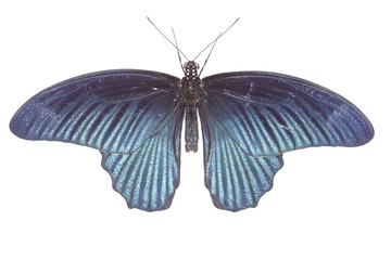 Obraz premium male great mormon butterfly on white