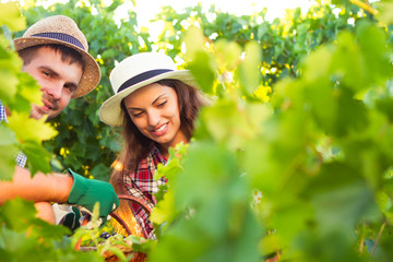 Young beautiful couple reaps a grapes crop