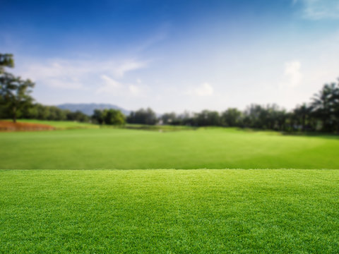 green field with golf course background