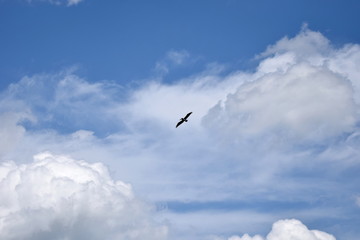 Pelican Flying Against a Blue Sky