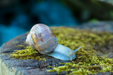 Schnecke auf moosigem Baumstamm