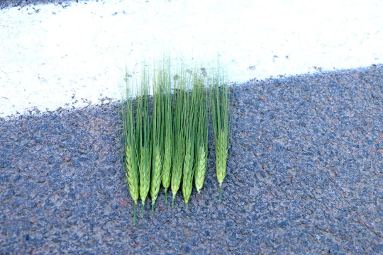 green ears on black asphalt