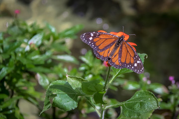 Fototapeta na wymiar Monarch Butterfly on orange flower