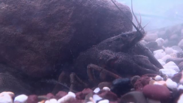 crayfish  - astacus astacus - under water