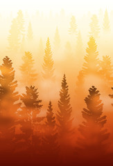 misty forest landscape, foggy forest landscape