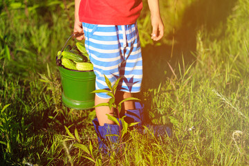 little boy harvesting cucumbers in garden