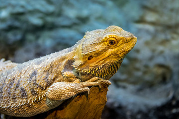 Bearded Dragon (Pogona vitticeps)