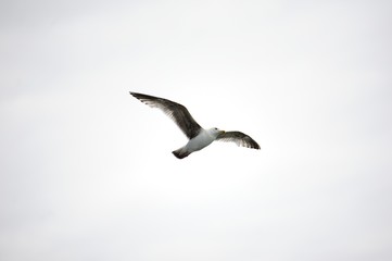 Fototapeta na wymiar Seagull Soaring high
