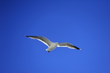 Seagull Soaring high