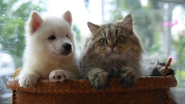 Close up of cute cat and dog playing together on the wooden pet bed.