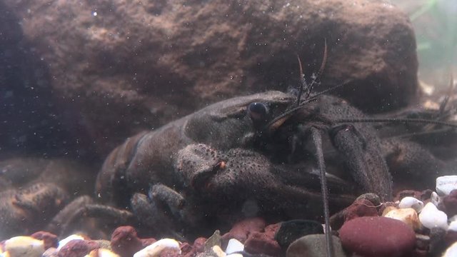 crayfish  - astacus astacus - under water