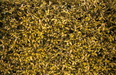 Yellow Leaves Background