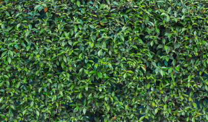 Green Leaves Background