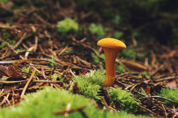 Chanterelle mushroom (Hygrophoropsis aurantiaca)