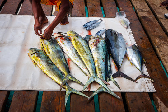 Fresh fish catch, tuna and dorada