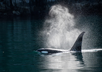 Orca Whale souffle dans la lumière du soleil
