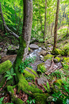 Curved tree among forest stream boulders