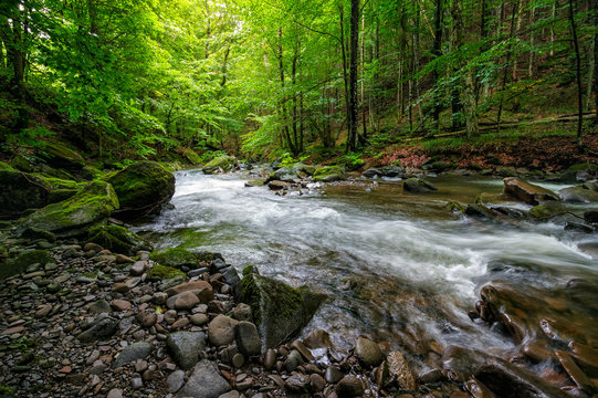 Mountain stream in green forest