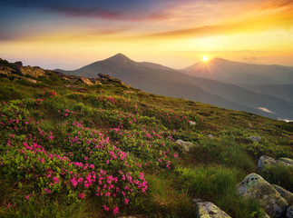 Fototapeta na wymiar Flowers on the mountain field during sunrise. Beautiful natural landscape in the summer time