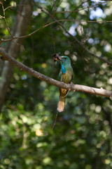 Blue-bearded Bee-eater on the branch in nature
