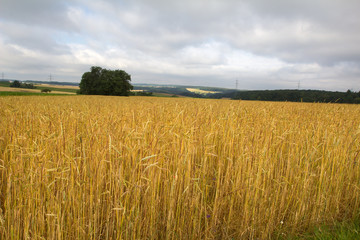 Summer Landscape / Harvest