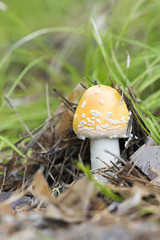 amanita