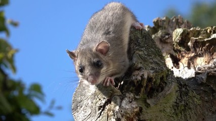 dormouse on a tree