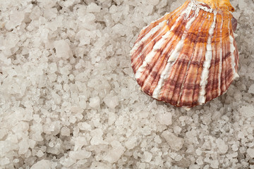 shell and sea salt