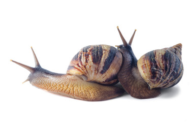Isolated african land snail Achatina, in front of white backgrou