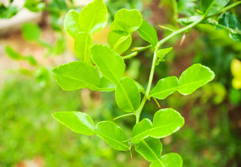Kaffir lime leaves