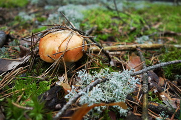 Small mushroom hidden in forest undergrowth