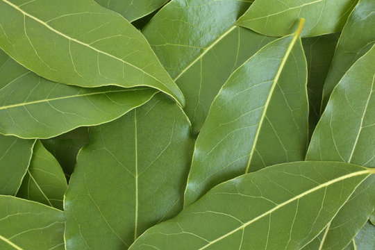 Fresh bay leaves, for backgrounds or textures