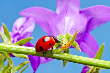 Lady bug