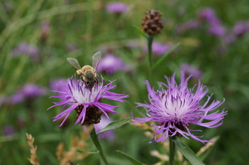 Distelblüte mit Biene © Pikirk