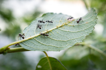 Honey Ants Aphids
