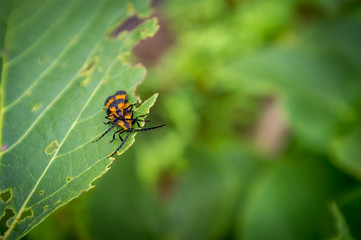 Reticulated Netwinged Beetle
