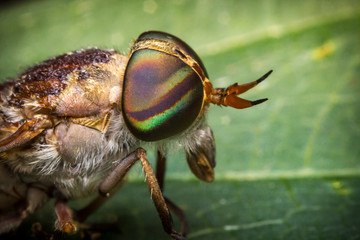 Macro Horse Fly © Ezume Images