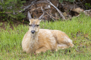 Naklejka na ściany i meble Female deer relaxes in grass.