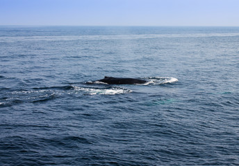 Fototapeta premium Whale blowing in Atlantic ocean