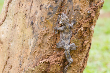  Smooth-backed Gliding Gecko or Ptychozoon lionotum