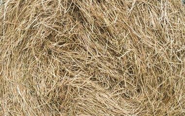 Dry hay stack texture closeup